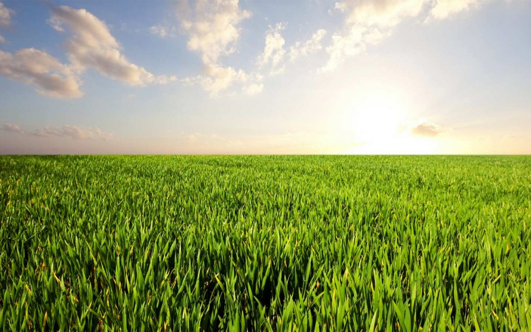 Hurricane lawn preparedness tip… #5 Preserve your safety.