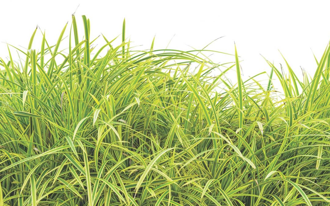 Our Expanded product line.