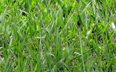 What is Argentine Bahia grass?
