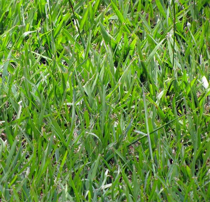 Why choose Argentine Bahia grass?