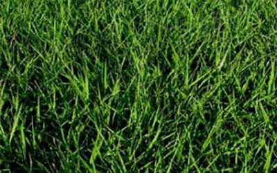 Why get Argentine Bahia.