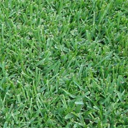 What is Captiva Saint Augustine grass.