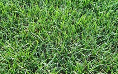 What is Tifway 419 Bermuda grass.