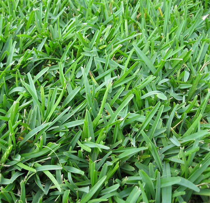 Why choose Captiva Saint Augustine grass.