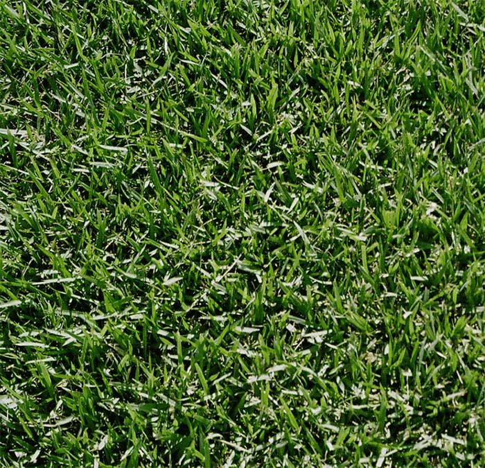 Why choose JaMur Zoysia grass for your sod.