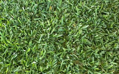 What is St. Augustine Floratam grass.