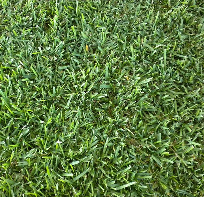 Why choose St. Augustine Floratam grass.