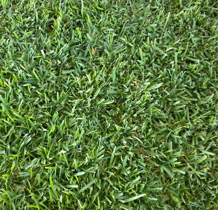 Choosing Your Central Florida Sod