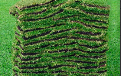 Hurricane lawn preparedness tip… #6 Restore your lawn with sod.