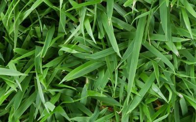 Insecticides are needed to maintain control of pests on your lawn.