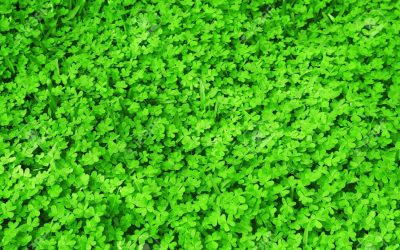 Happy Saint Patrick’s Day 2022.