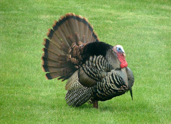 Happy Thanksgiving 2020