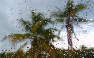 Hurricane lawn preparedness tip… #3 Prune your trees.